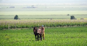 Roumanie : l'agriculture, un secteur en mal de capitalisme ? (2/2)