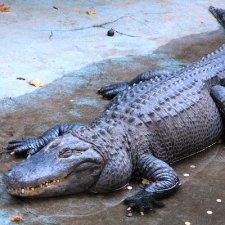 Serbie : le fabuleux destin de Muja, le plus vieil alligator connu au monde