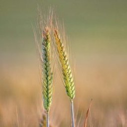 Semences agricoles : la Croatie dit oui aux lobbies
