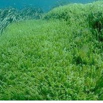 Environnement : une algue tueuse à la conquête de l'Adriatique