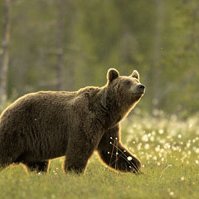 Faune sauvage : la Roumanie autorise la chasse à l'ours