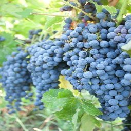 Blog • La Roumanie, l'autre pays de Bacchus