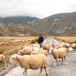 Avec Gojčo, un des derniers bergers de Macédoine