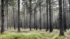 Balkans : le grand pillage des forêts