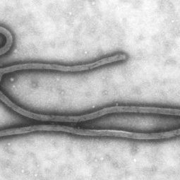 Ebola : la Serbie applique le principe de précaution, aucun cas signalé