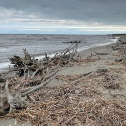 Sables, vents et ciment : le littoral roumain au défi de l'érosion