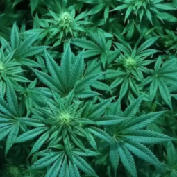 L'Albanie s'apprête à légaliser le cannabis à usage médical