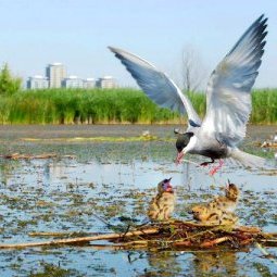 Environnement en Roumanie : Bucarest se met (enfin) au vert