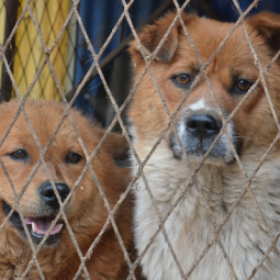 Serbie : euthanasies de masse dans un « camp pour chiens » à Požega