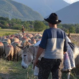 Roumanie : la transhumance, un héritage vivant au service de la biodiversité