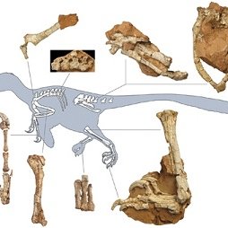 Roumanie : un nouveau cousin du Vélociraptor découvert en Transylvanie