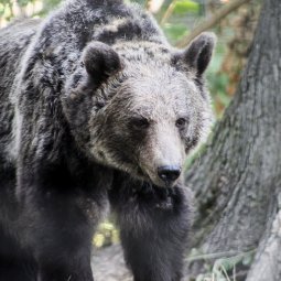 Roumanie : l'ours, le prince chasseur et les humains