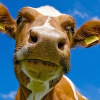 Macédoine : misère et décadence du secteur agricole