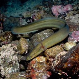 Monténégro : l'anguille du lac de Skadar menacée de disparition