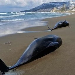 Les dauphins, victimes collatérales de la guerre en Ukraine