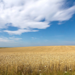 Bulgarie : les agriculteurs contre la réouverture des importations de céréales ukrainiennes