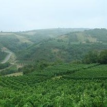 Terroirs des Balkans : réinventer le patrimoine viticole de la Serbie