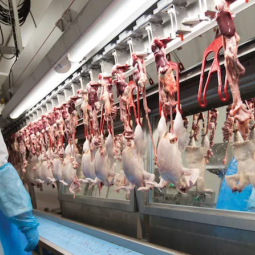Vu de Roumanie : l'Allemagne va encadrer le travail temporaire dans les abattoirs