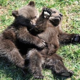 Monténégro : les oursons Maša et Brundo vont redécouvrir la vie sauvage