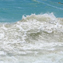 Les algues de la mer Noire disparaissent et c'est tout l'écosystème qui est menacé
