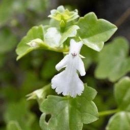 Petrolamium crnojevicii : une nouvelle espèce botanique découverte au Monténégro