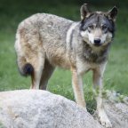 Slovénie : le retour du loup, un signe de bonne santé des écosystèmes