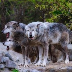 Croatie : dans les campagnes désertées, le retour des loups