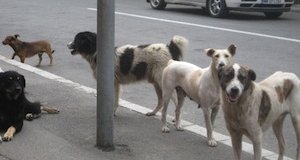 Roumanie : le Parlement autorise l'euthanasie des chiens errants
