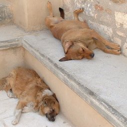 Grèce : pitié pour les chiens errants de la crise