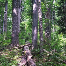 Albanie : deux forêts primaires de hêtres font leur entrée au patrimoine de l'Unesco