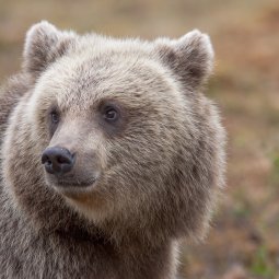 Slovénie : les agriculteurs en ont gros contre les animaux sauvages