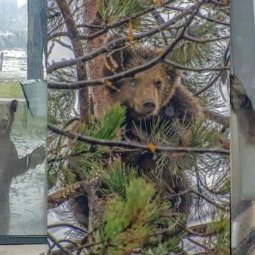 Monténégro : pitié pour les ours, un moratoire sur la chasse ?