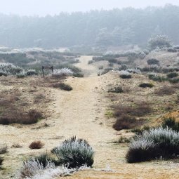 Les dunes du « Sahara croate » sont en danger