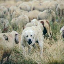 Dans les Balkans, les animaux ont la vie dure