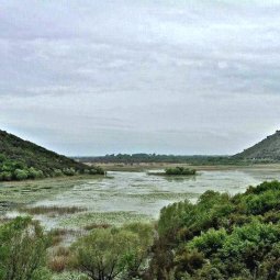 Monténégro : sur le lac de Skadar, le règne des braconniers