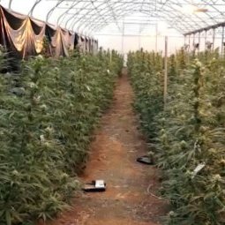 Scandale en Serbie : la ferme Jovanjica, son cannabis bio et ses visiteurs VIP