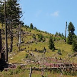 Kosovo : Le massacre institutionnel des forêts