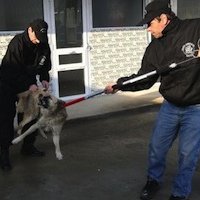 Roumanie : la « solution finale » pour les chiens errants de Brașov