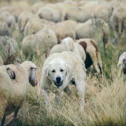 animaux