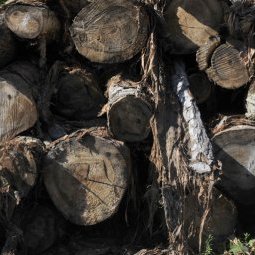 Abattage illégal des arbres : les forêts de Serbie en danger