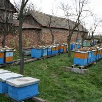 Catastrophe apicole en Serbie : alertez les abeilles !