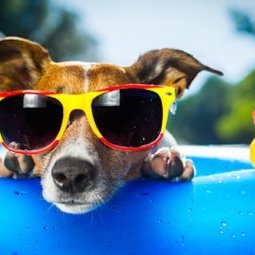En vacances avec son chien : le Monténégro s'ouvre-t-il au tourisme pet friendly ?