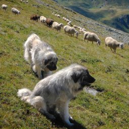 Les chiens bergers des montagnes du Sharr, vaillants héros des troupeaux