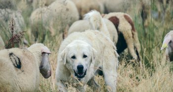animaux