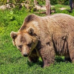 Roumanie : les ours, les loups et les chevaux sauvages du Maramureş