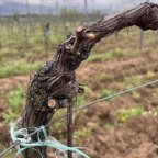 Agriculture au Kosovo (3/3) : à Suharekë, le renouveau de la viticulture