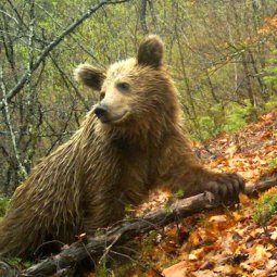 Macédoine du Nord : dans le Parc national de Mavrovo, rien ne va plus entre les ours et les humains