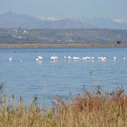 Monténégro : il faut sauver la saline d'Ulcinj