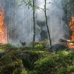 Balkans : avec le changement climatique, il y aura de plus en plus de feux de forêt