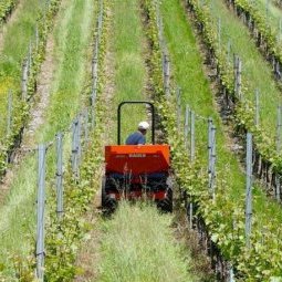 Agriculture en Serbie : vous me remettrez une bonne louche de pesticide